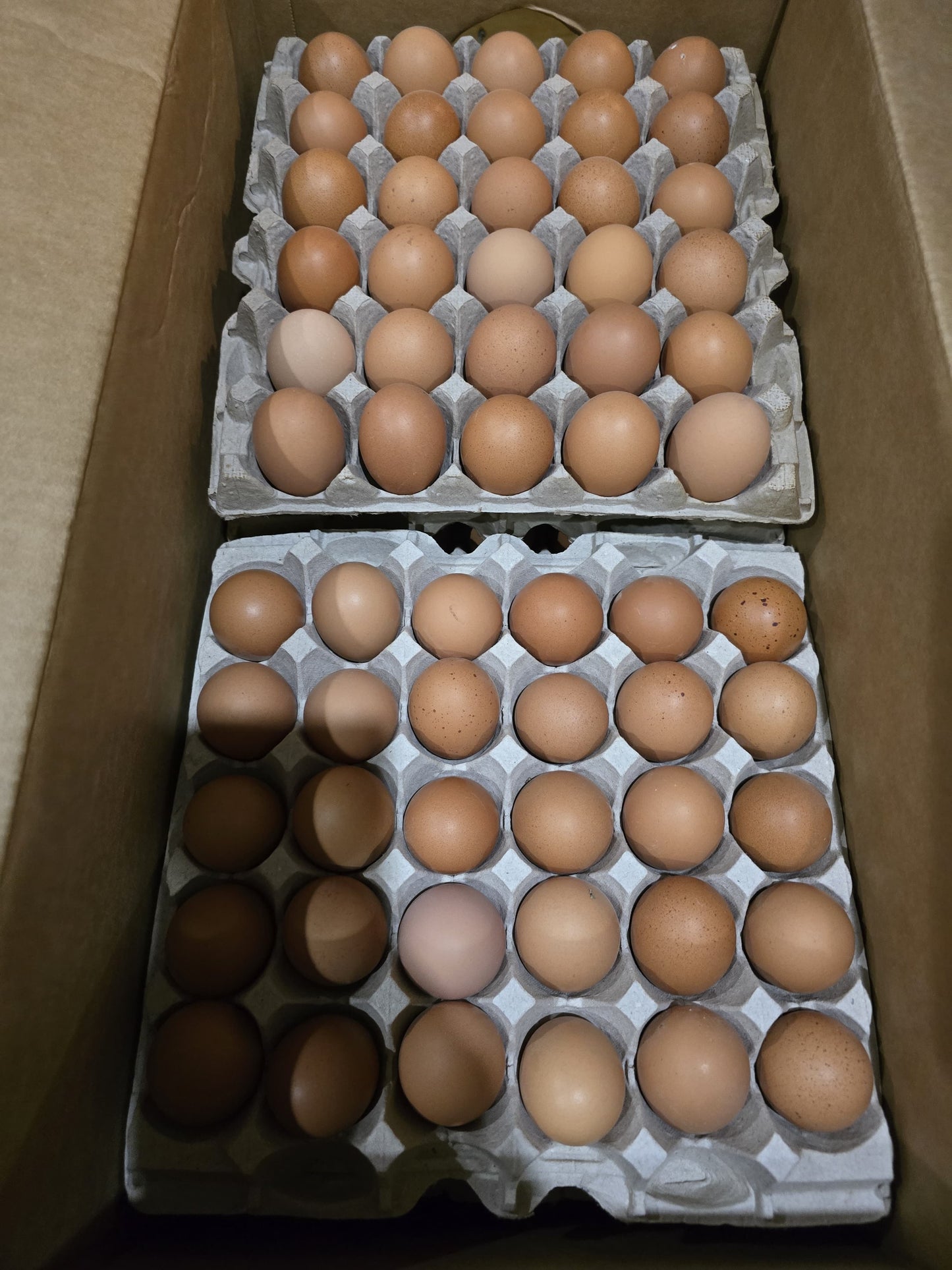 Brown organic eggs