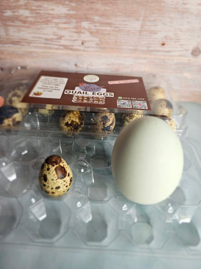 Quail Eggs (1.5 Dozen)