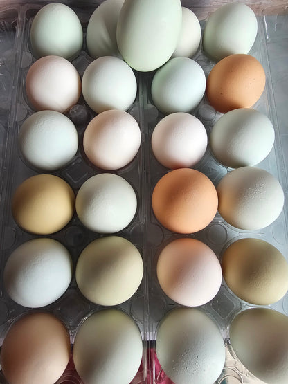 Eggs (3 Dozen)