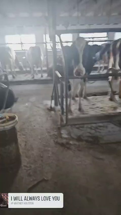 Fresh Raw Cow Milk (1 Gallon)